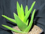 cactus1_0060 R.jpg