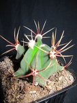 cactus2_0006 R.jpg