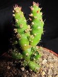 cactus2_0014 R.jpg
