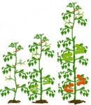 tomate_taille.jpg