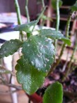 Parasites ?