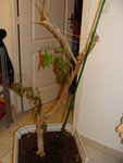 DSC04866.jpg