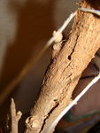 DSC04868.jpg