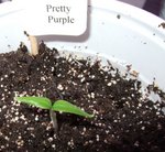 0-01-2010 008.JPG