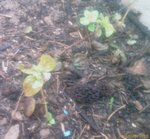 Menthe 01.jpg