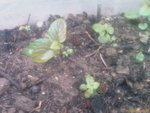 Menthe 02.jpg