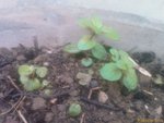 Menthe 03.jpg