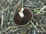 champignon3.jpg
