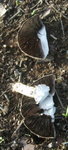 champignon2.jpg