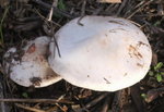 champignon1.JPG