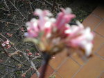 DSCN0312.JPG