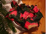 voilà ma plante verte et rose