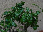 bonsai 1.jpg