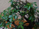 bonsai 2.jpg