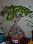 DSC03946.JPG