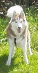 Xena, Femelle Husky de bientôt 11 ans. Adoptée il y a bientôt trois ans après que son ancien propriétaire ai tenté de la pendre. A peur de tout et a besoin de la présence d'un mâle dominant pour se sentir en sécurité... ça tombe bien, j'en ai un.