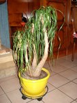 DSC01323_500.jpg
