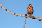 dic-IMG_7947.JPG