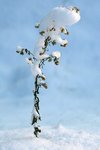 dic-IMG_8027.JPG