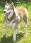 Loopin. Mâme Husky de 13 ans. Adopté il y a bientôt trois ans après qu'il ai passé un an en refuge. Il pesait presque 45kg et a dû subir un gros régime pour revenir à son poids de forme (~23kg). Dominant mais pas trop. Refuse de comprendre des ordres simples tels que assis, couché... Il leur préfère des phrases complètes telles que : Looping, tu n'aura pas tes croquettes si tu ne t'assois pas.