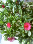 Image310.jpeg