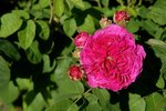 meh-aeamel_5042.jpg