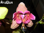 orchidee-mutante.jpg