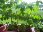 Mes plants de tomates cerises