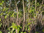 certaines branches sont grosses