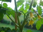 ma première tomate