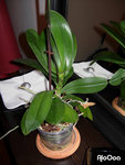 orchid1.jpg