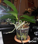 orchid2.jpg