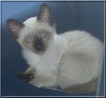 chaton_70939.jpg