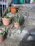 IMG_3156B.JPG