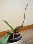 ochidée 24.01.2010 003.jpg