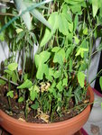 ochidée 24.01.2010 004.jpg