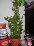 ochidée 24.01.2010 005.jpg