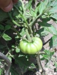 elle grossit  à vue d'oeil, cette tomate