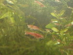 DSCF0088.JPG