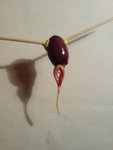 voila je vous montre que mon litchi a bien grandit :)