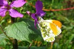 IMG_2337.JPG