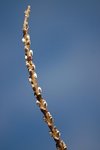 meh-dsc_3853.jpg