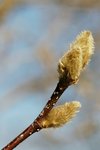 meh-dsc_4246.jpg
