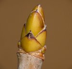 meh-p1370720.jpg