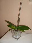 orchidee1.jpg