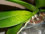 orchidee2.jpg