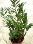thumb-plantes-vertes---des-conseils-d-entretien-1036.gif.jpeg