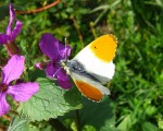 Aurore ( Anthocharis cardamines )