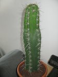 celui là fait 50cm de haut et 14 cm de large il a des épines de 5 cm pour les plus longues