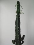 celui ci fait 85 cm de haut 9 cm au plus large et a des petites épines